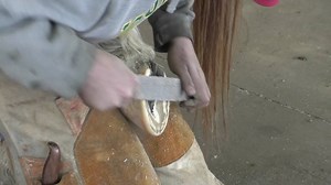 Ever wonder about the process of horseshoe making? Wbontv visited the Kentucky Horseshoeing School to learn all about the upcoming competition within the school. Students from all walks of life who have a passion for horseshoeing enroll in the school and stay on campus where most of the training takes place. The Horseshoeing Classic will be open to the public, so come on down during the dates listed in the video if you wish to see the best of the best in horseshoeing, and the winner of the grand