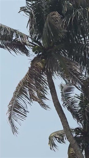 Nice tree, nice scenery, 🌴🌴 #shorts #ytstudio #sayedabirblog #foryou