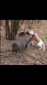 Dos DOGOS ARGENTINOS vs Un gran JABALÍ 😨☠️ #viralreelsシ #jabali #dogoargentino #paratiiiiiiiiiiiiiiiiiiiiiiiiiiiiiii #Amazing #fuerza #vs #video | Curiosidades y Acción