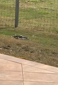 403K views · 2.7K reactions | What is scarier than spotting a brown...