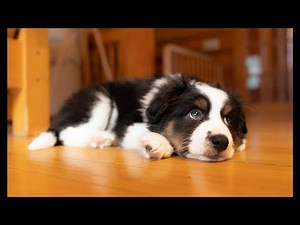 Meet Bernie - Miniature Australian Shepherd Puppy - Looks like a mini Bernese