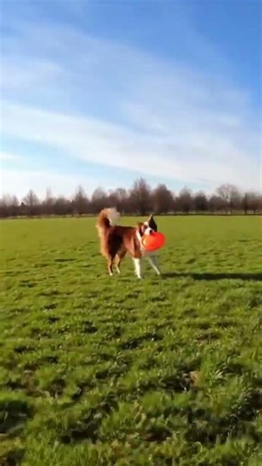 Dog catching frisbees