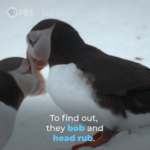 321K views · 101 reactions | It's 9:00 p.m., time for a fun fact! While puffins mate for life, they only spend time with each other during mating season—meaning they have to find their partner again each year. Give these cute little guys 60 seconds of your time and WATCH how the "find each other" here ⬇️ | PBS SoCal | Facebook