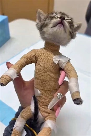 Before I became a vet, I never imagined this moment...😅#vetlife #frp #funnyvideo #funnyanimal #pet