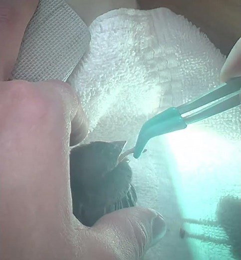 How to get a baby bird to open mouth for food