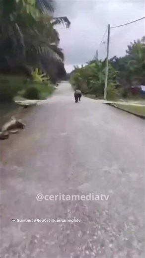 Tapir Dilindungi Muncul di Permukiman Warga Teluk Merbau, Siak