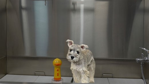 HUGE Channel Announcement... While Grooming A Tiny Miniature Schnauzer Puppy 🥹 | Girl With The Dogs