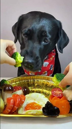 WARNING Bad Dog Food Can RUIN Your Pet's Health