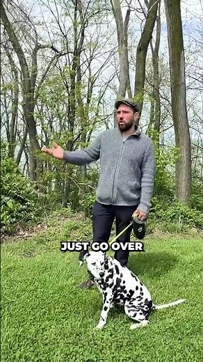 The Truth About Leash Reactivity