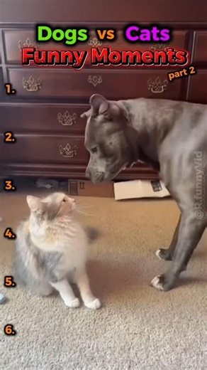 Cats vs Dogs Funny Moments 😭 (Part 2)