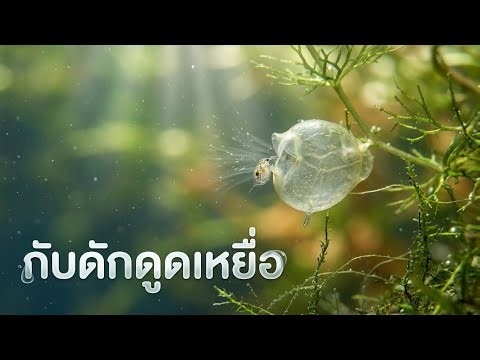 Bladderwort พืชดูดเหยื่อใต้น้ำ กับดักสูญญากาศที่เร็วระดับมิลลิวินาที | มหัศจรรย์พืชโลก