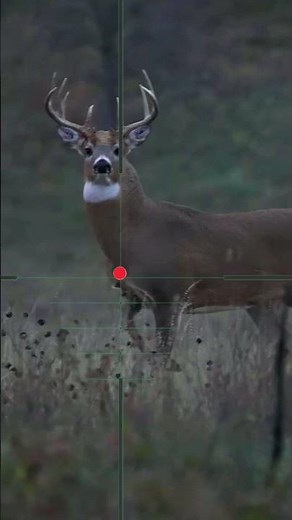 Deer hunting | Chasse au cerf | Caccia al cervo | Caza de ciervos