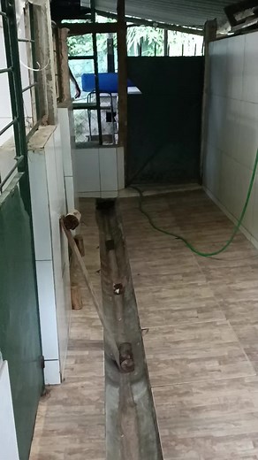 Savana, depois de descansar, se alimentar, beber bastante água, está na hora de voltar pra maternidade pra cuidar de parte de seus bebês! #criacaodecaes #caesderaça #pedigree #cachorro #zoodogs #filhotes #mastiff #mastiffingles #mastiffsoftiktok #mastiffs #mastif @Marcelo Assad_musica