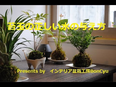 これで安心！苔玉の正しい水の与え方 インテリア盆栽工房BonCyu