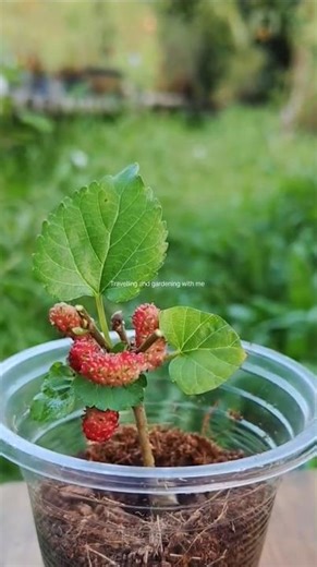 “Amazing Trick! Mulberry Tree in Disposable Cup”