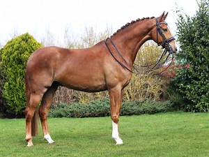 Prix St. George Schoolmaster for Sale - Peter Berkers Sporthorses