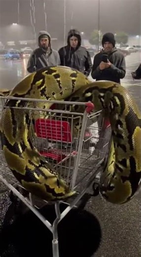 🐍 GIANT SNAKE IN A SHOPPING CART?! You Won't Believe This! 🛒😱