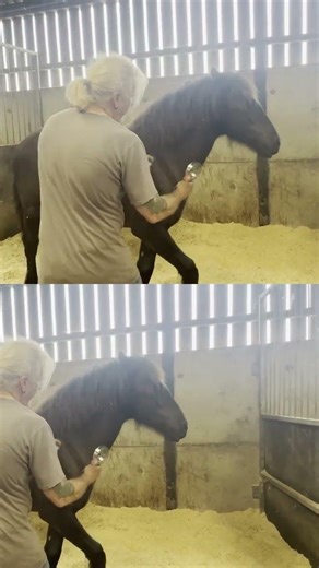 Freyja the Foal Gentle Grooming Time | Enjoying New Life #horse #equestrianjourney #friesianhorses