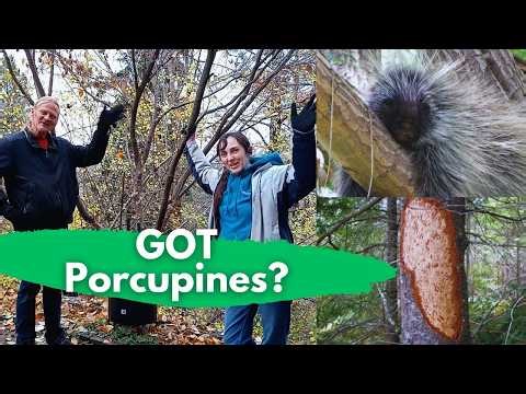 How to stop Porcupine Damage on your trees.