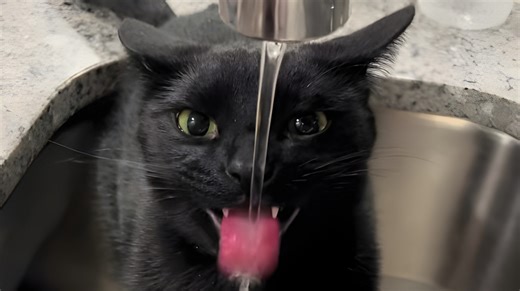 This Intense Black Cat Drinking From The Kitchen Faucet Has The Cutest Little Fangs - Cuteness