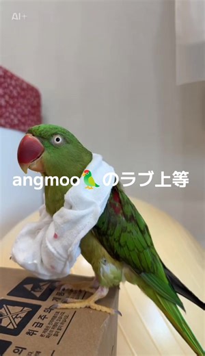 #angmoo ‪🦜‬#リアコ ‪🦜‬のオウム#ラブ上等 @moomoo🦜&angmoo🦜 @Riakoリアコ🦜 #CapCut