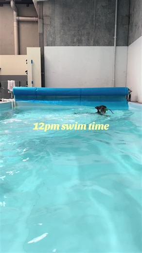 A Day of Dog Adventures with My Kelpie