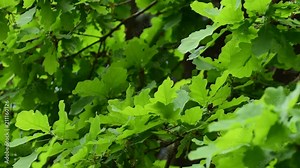 Young and spring branches of oak Quercus robur with green leaves on the breeze growing in the foothills of the Caucasus