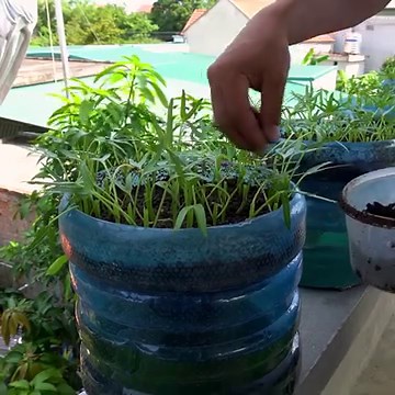 Learn a Surprising Way to Grow Spinach in Plastic Bottles! | Great DIY Idea