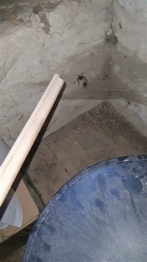 spider vs European hornet