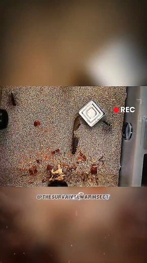 🎥 LIVE from the Arena of Survival! Scorpions, beetles, and more — it’s an all-out insect war! 🦂🐜 Who dominates in the wildest face-off ever caught on camera? 🔥 Watch now and witness nature’s fiercest fighters! 📽️ @thesurvivalwarinsect #InsectBattle #SurvivalWar #ScorpionVsBeetle #LiveShowdown #BugFightClub #TheSurvivalWarInsect | The Survival war Insects