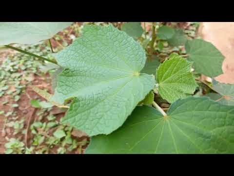 TECNO Spark 40 Camera Test – Nature Video Sample (Daylight 4K/1080p Quality Review)