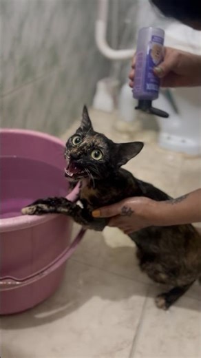 Cat bath time drama #catbathtime #catbathing #catfunny #catmemes #catvlog