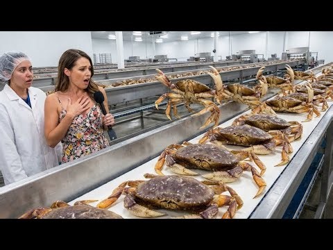 Industrial Dungeness Crab Cooking | How Seafood Is Made in Factories