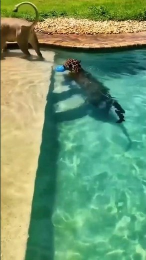 Jaguar & Ligers Playful Aquatic Antics | जगुआर और लिगर्स चंचल जलीय हरकते | #wildlife |