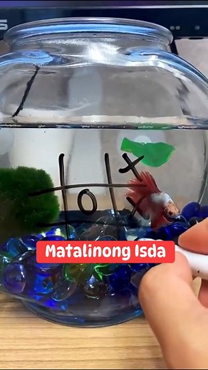 Tic tac toe game with a fish! #funnyvideos #justforfun | Lina Costuna