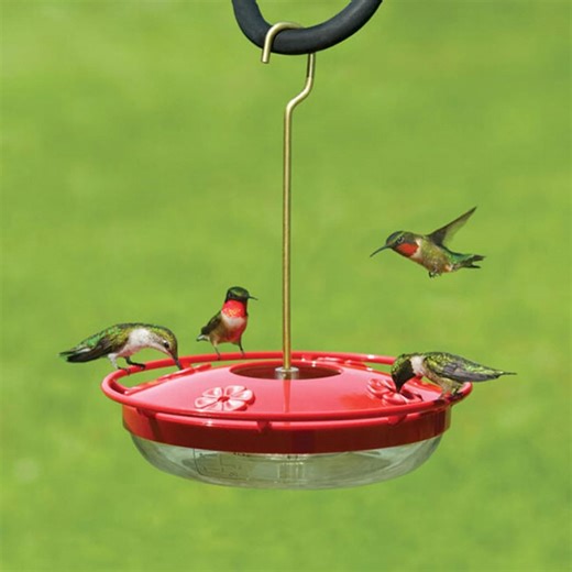 How to keep your yard safe from hummingbird predators