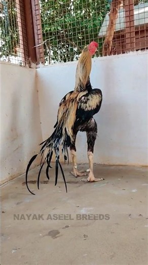 🔥Top Quality Parrot Beak Long Tail Aseel Rooster | Heavy Size & Amazing Body Style