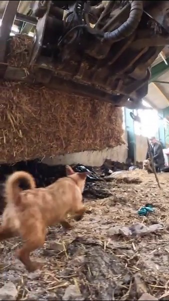 When the rats get rumbled they start to run in all directions!!! 🥇🐀#yorkshireratpack #rattingdogs #gameshootinguk #pestcontrolexperts #lakelandterrier #hunting #gamekeepers #patterdaleterrier #ratting #farming | Yorkshire Rat Pack