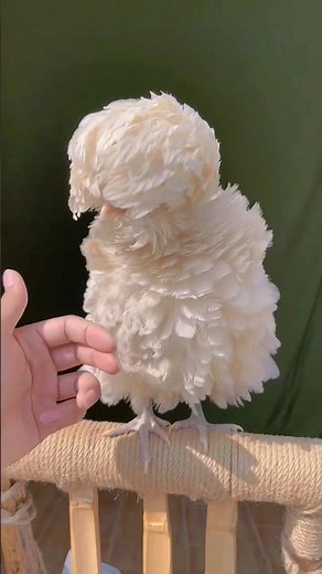 Fluffiest Chicken Ever? 🐥 Meet the Adorable Frizzle Chicken! 💥