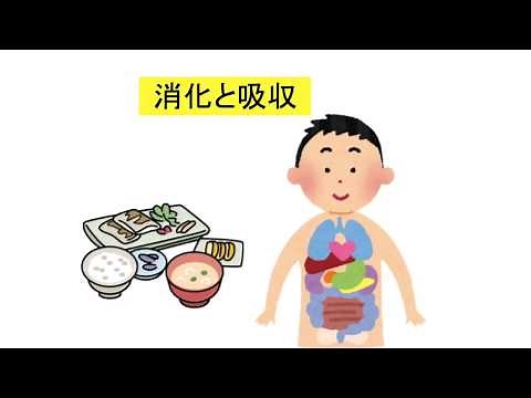人体（消化と吸収）。だ液を使った、ヨウ素液・ベネジクト液の実験をしています。