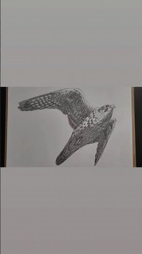 How to Draw a Falcon | Timelapse