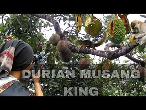 HUNTING IN THE MUSANG KING DURIAN GARDEN WHICH IS STARTING TO BE EATED BY WILD PESTS