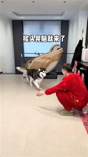 八百來個狗心眼子都沒防住爹！#哈士奇 #斗智斗勇