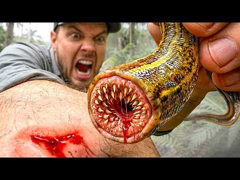 Tiger Leech Bite Test! ( For Science)