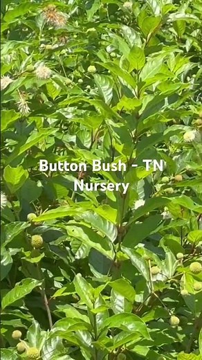 Button Bush Bloom Pods Burst With Nectar #pollinatorgarden #pollinatorplants #hummingbird