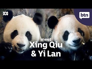 Australia's New Pandas - Behind the News