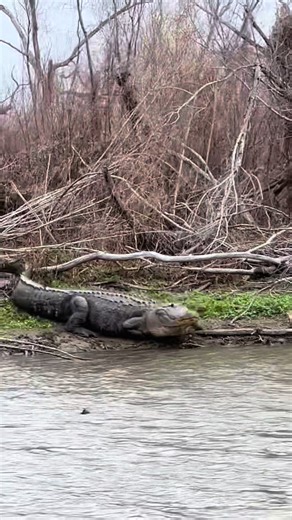 Exploring Unique Lizard Species Found Outdoors