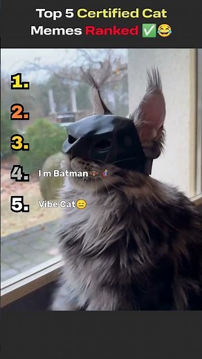Top 5 Certified Cat Memes Ranked ✅😂