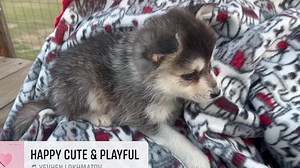 Our cutie Togo ❤️ He’s so relaxed 🥰 #cutepuppypics #siberianhuskies #siberianhusky #huskypuppy #huskylife #cuteanimals #puppylove #doglover #appleiphone #siberianhuskypuppy #puppylove #cutestpuppyever #huskies #funnypuppyvideos | Miniature Siberian Huskies!
