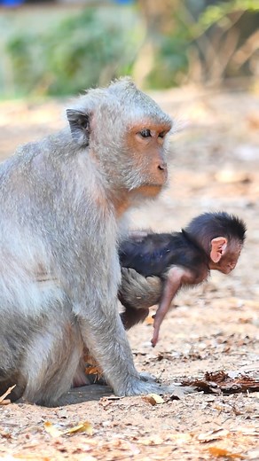 7.3K views · 133 reactions | Jade has to stop her little whirlwind #LovelyMonkey #JadeMonkey #JadaMonkey #AmberTroop | Lovely Monkey | Facebook